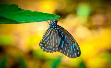 Dlaczego Wonga odrzuca wniosek?