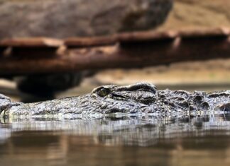 Na czym polega zasada zwykłej praktyki rolniczej?
